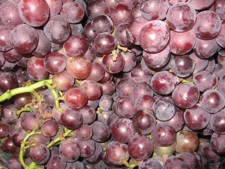 Grape for processing