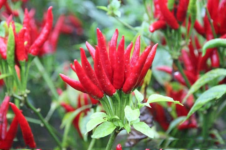 Red chili for picking