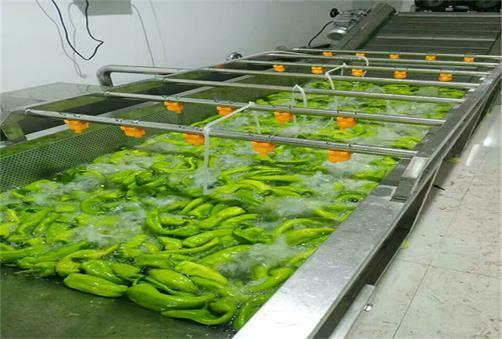 Bell pepper washing drying plant