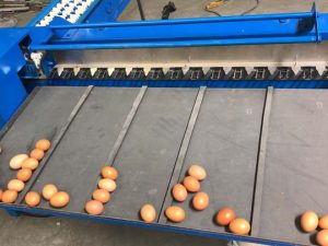 Testing of the egg grading machine