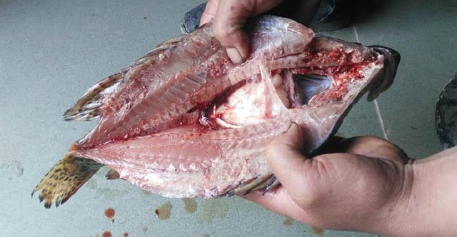 Fish offal removing